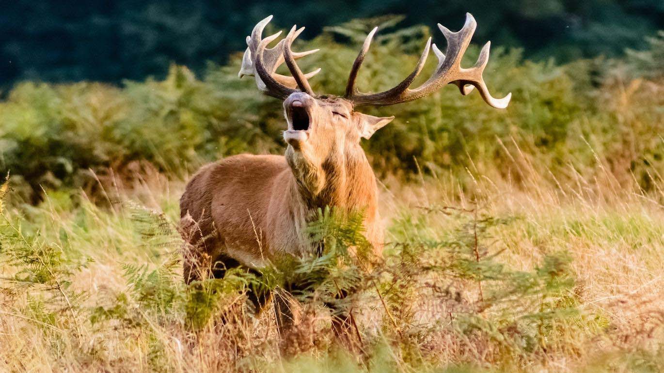 Ecouter le brame du cerf en Ardenne  Ardenne.org
