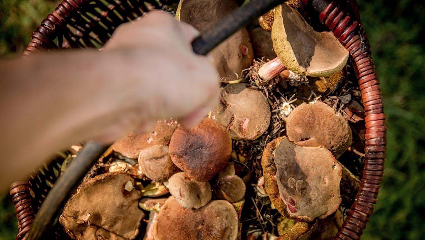 Cueillette aux champignons en Ardenne