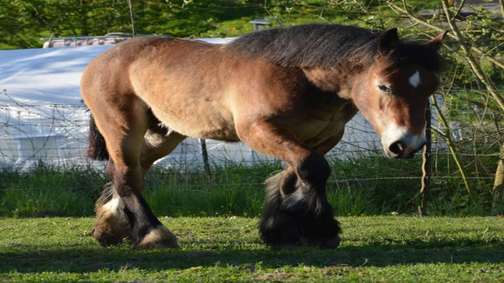 Le cheval de trait ardennais  Le cheval de trait ardennais