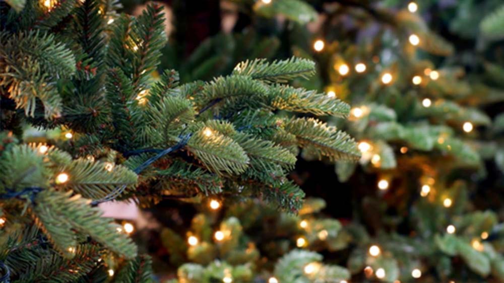 Sapin de Noël, sapin d'Ardenne ! Sapin de Noël, sapin d'Ardenne !