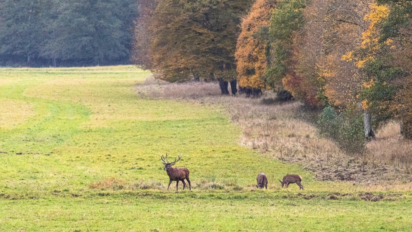 A l'écoute du Brame du Cerf