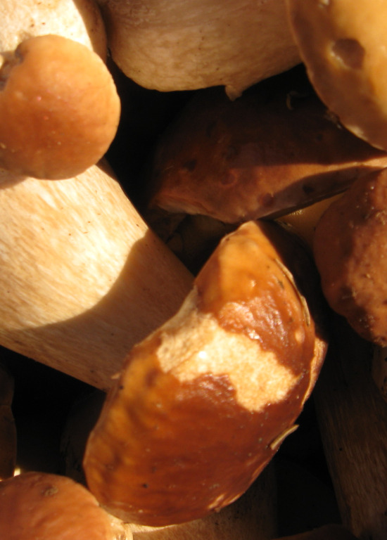 Balade champignon des Découvertes de Comblain