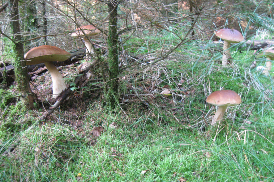 Balade champignon des Découvertes de Comblain