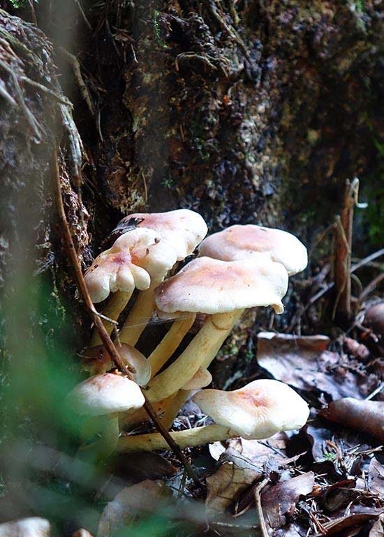 Balade champignons à Chiny