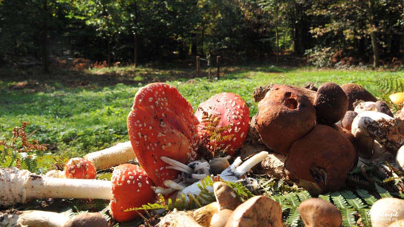 Balade champignons à Chiny