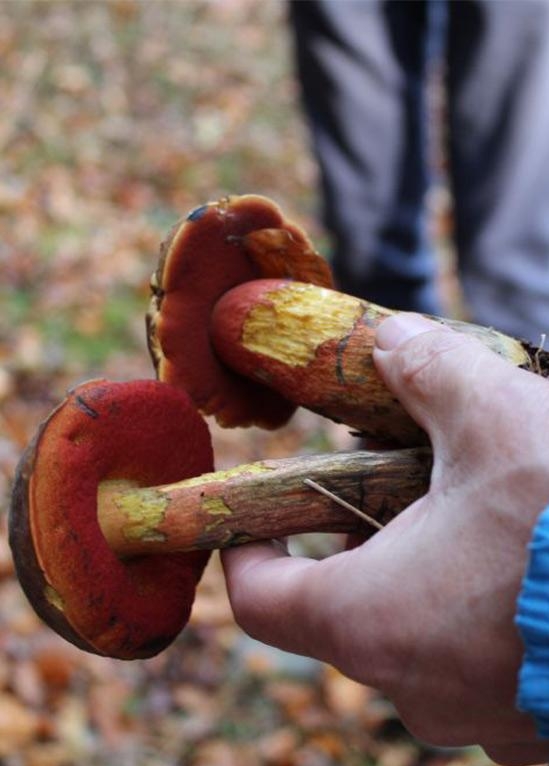 Balade champignons - FLORENVILLE