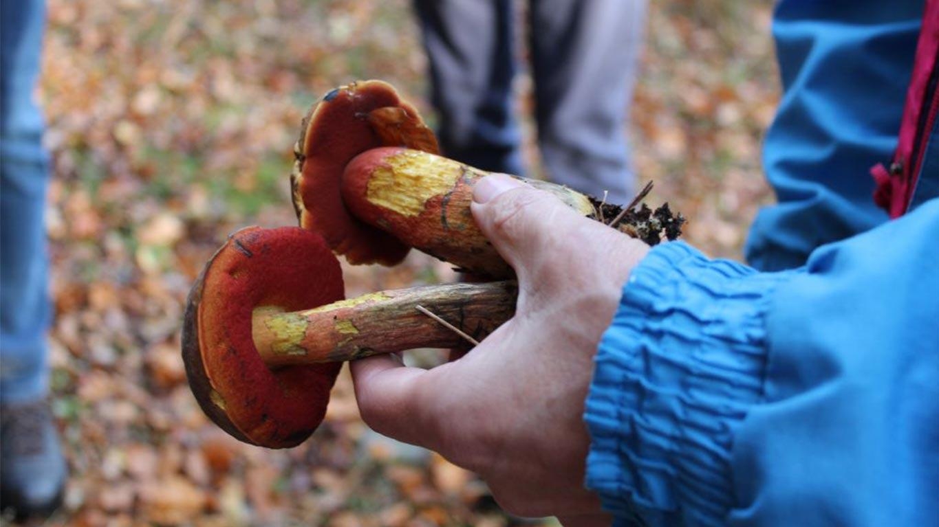 Balade champignons - FLORENVILLE