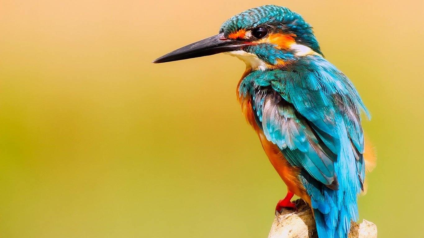 Balade guidée à Lavaux-Sainte-Anne