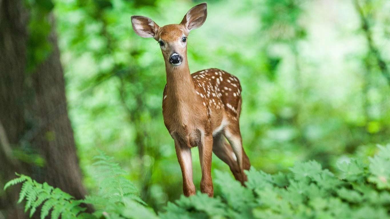 Balade guidée: Sur les traces des animaux