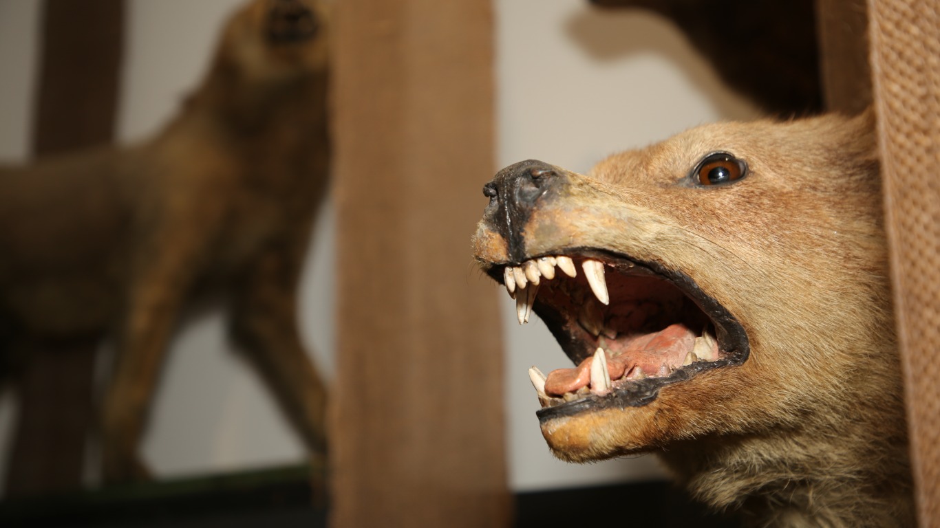 Exposition Animal. Bêtes de Musées