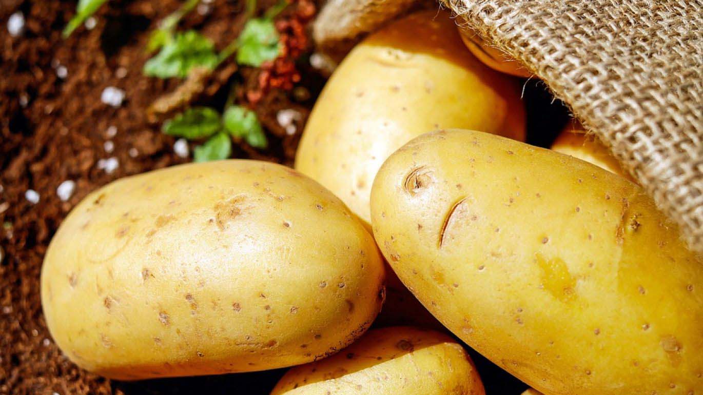 Fête de la pomme de terre