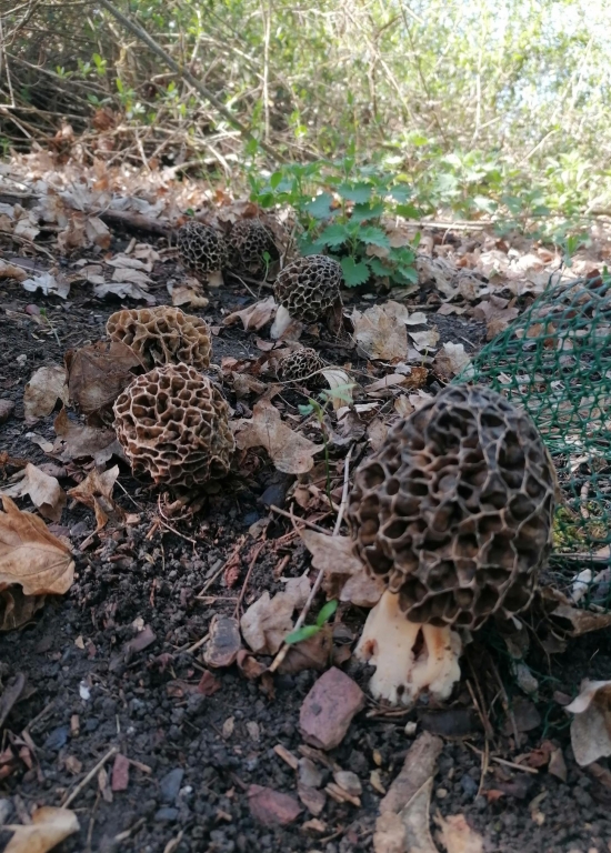 Fête des Champignons au Parc Naturel des Hautes Fagnes 