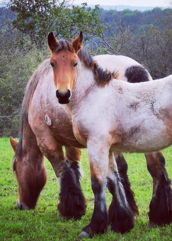 Fête du cheval de trait ardennais - Bagnone