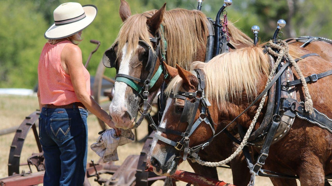 Fête du cheval de trait ardennais - Bagnone