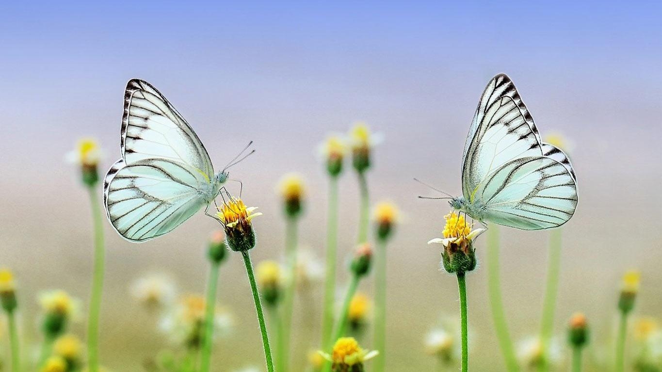Fête du Parc naturel des deux Ourthes