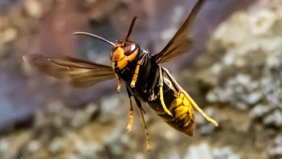 Frelons asiatiques : mieux connaître, mieux agir !