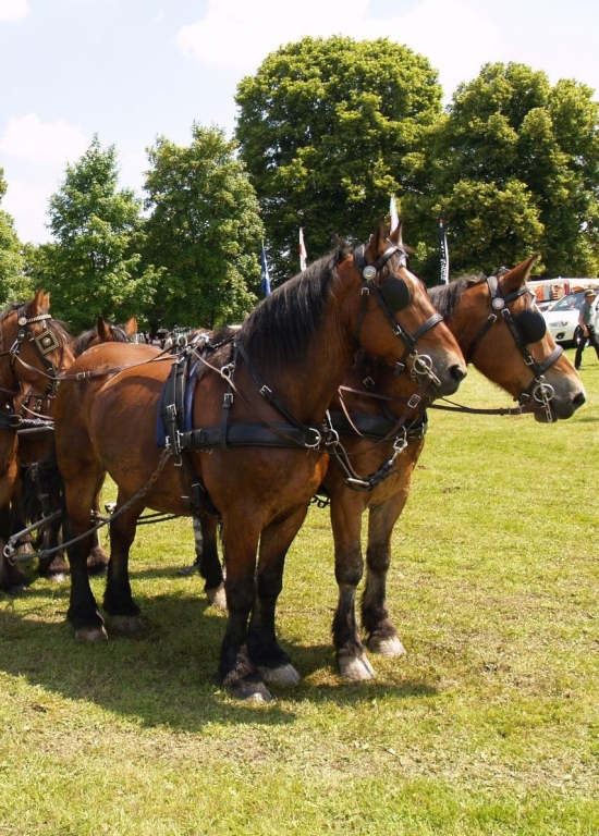 Journée du Cheval - Hargnies