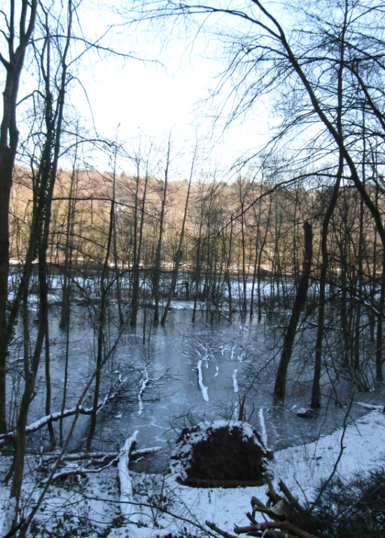 Les balades nature des Découvertes de Comblain : Sur les traces du castor