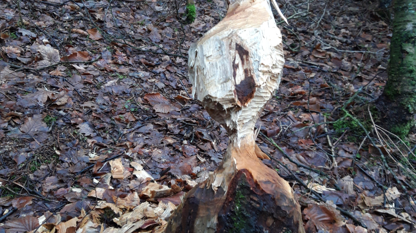 Les balades nature des Découvertes de Comblain : Sur les traces du castor