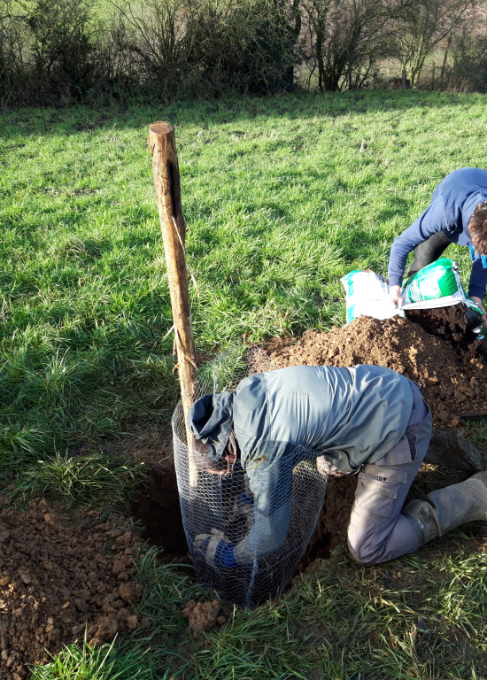 Les formations aux Découvertes de Comblain -  conduite et taille des arbres fruitiers