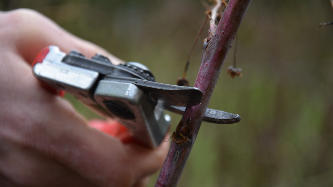 Les formations aux Découvertes de Comblain -  conduite et taille des arbres fruitiers