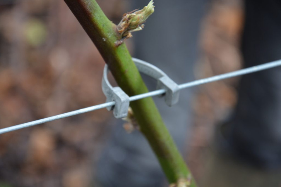 Les formations aux Découvertes de Comblain -  conduite et taille des arbres fruitiers