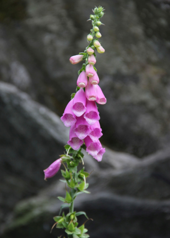 Les Plantes de l'Ardoisière