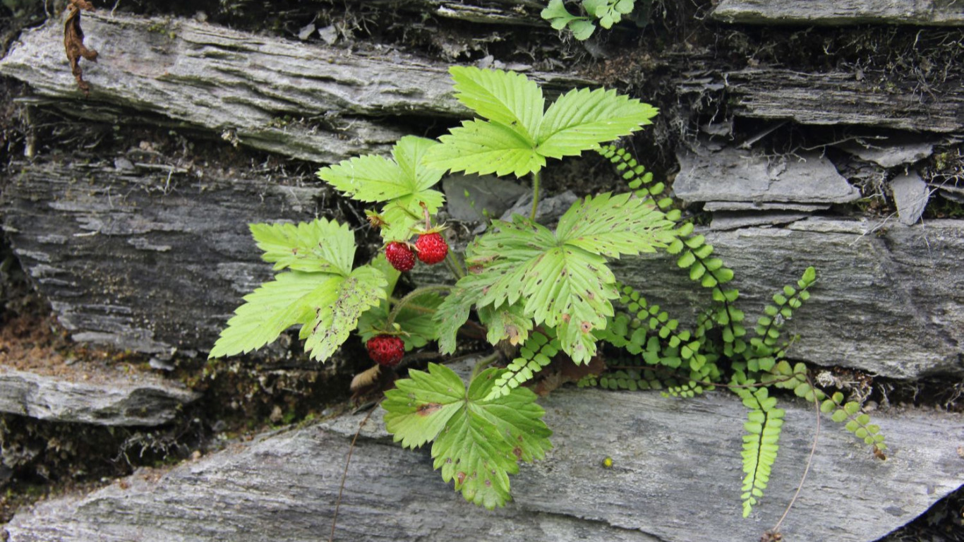 Les Plantes de l'Ardoisière