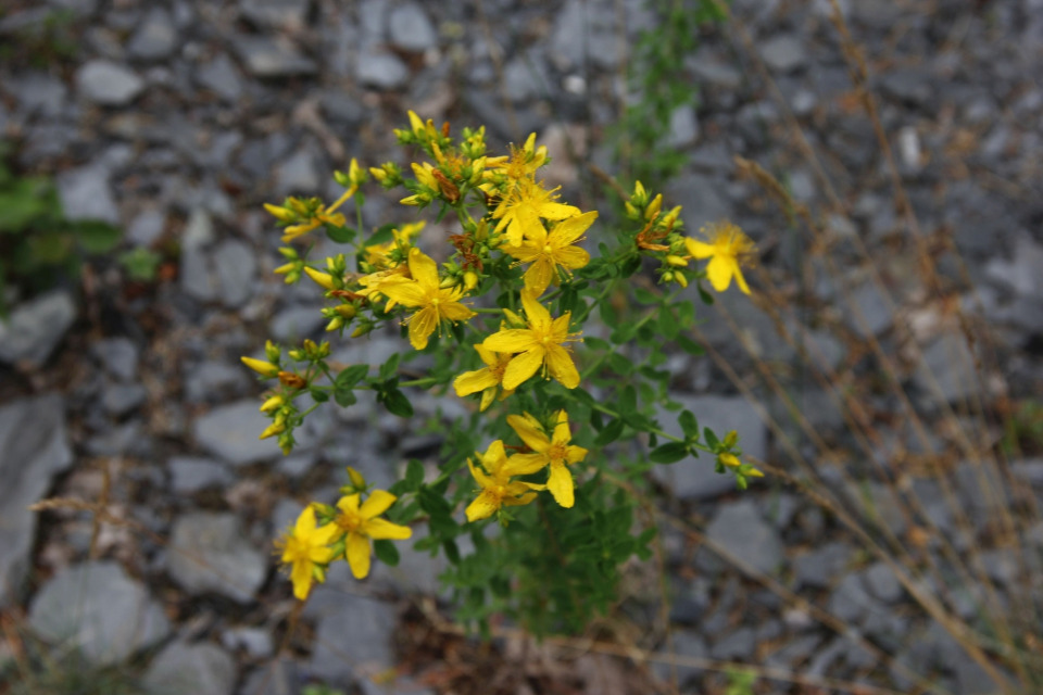 Les Plantes de l'Ardoisière