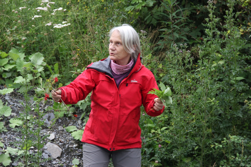 Les Plantes de l'Ardoisière