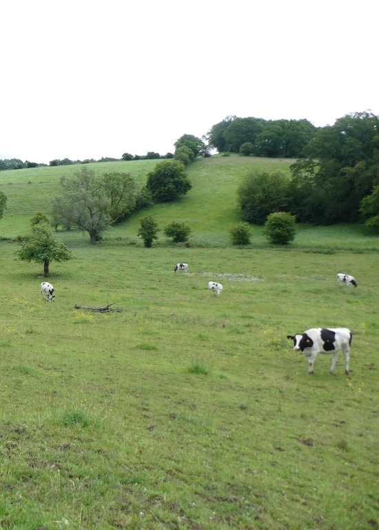 Promenade guidée : Escapade hivernale au cœur du plateau herbager