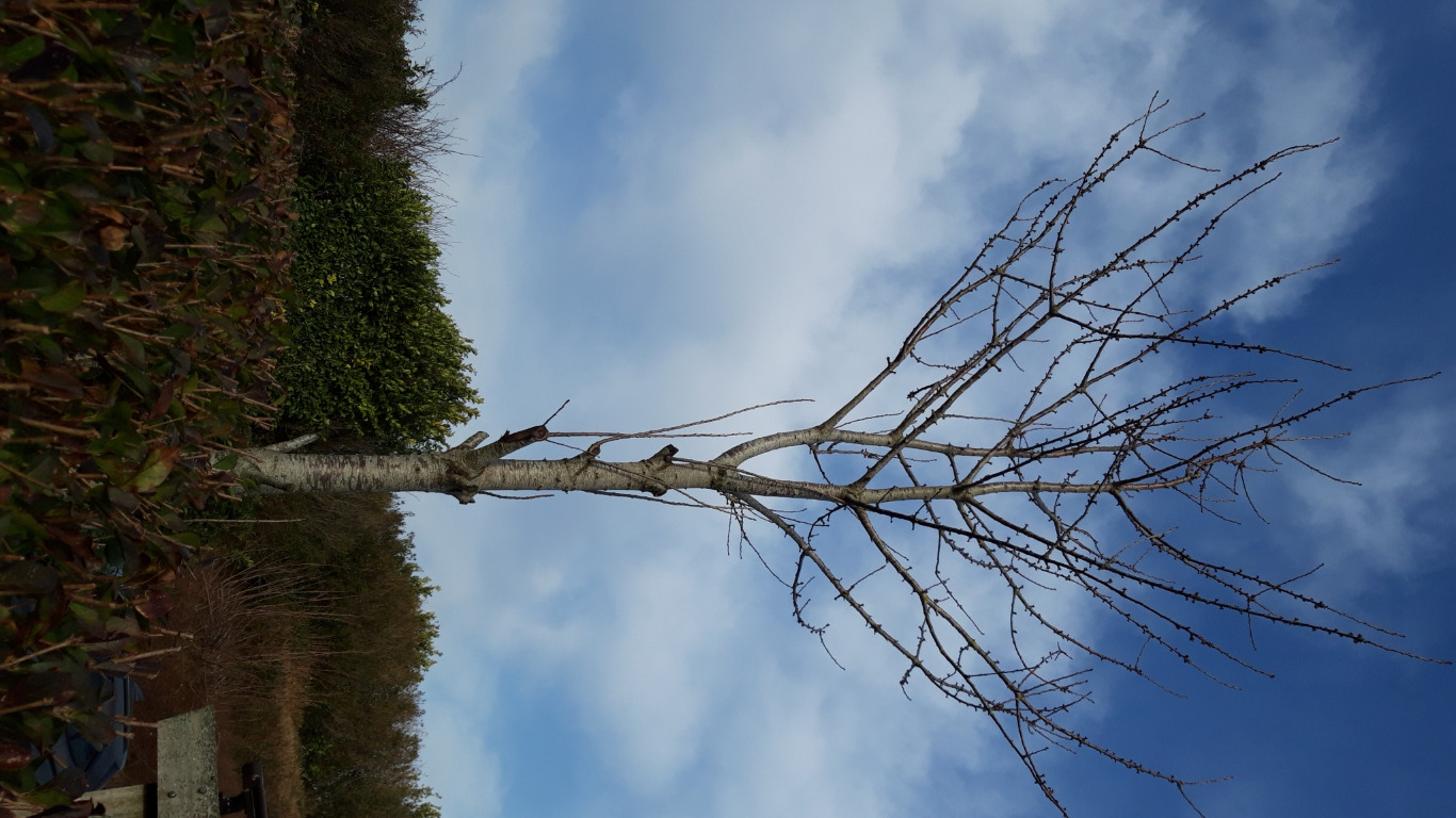 Semaine de l'Arbre - la  haie fleurie 