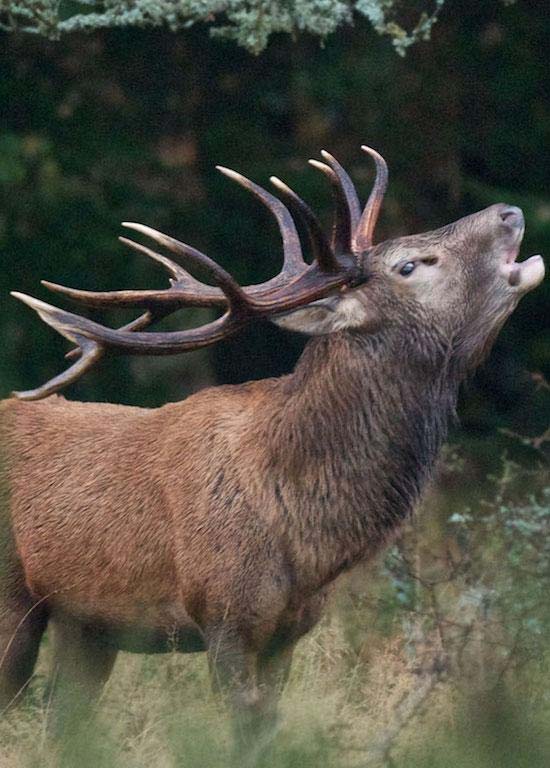 Soirée brame du cerf 