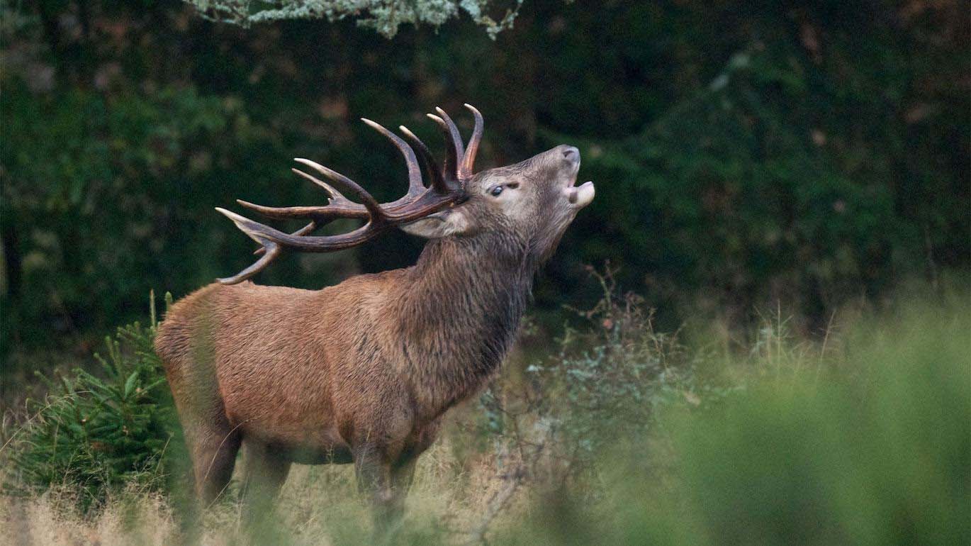 Soirée brame du cerf à Nassogne  Nassogne  Ardenne.org
