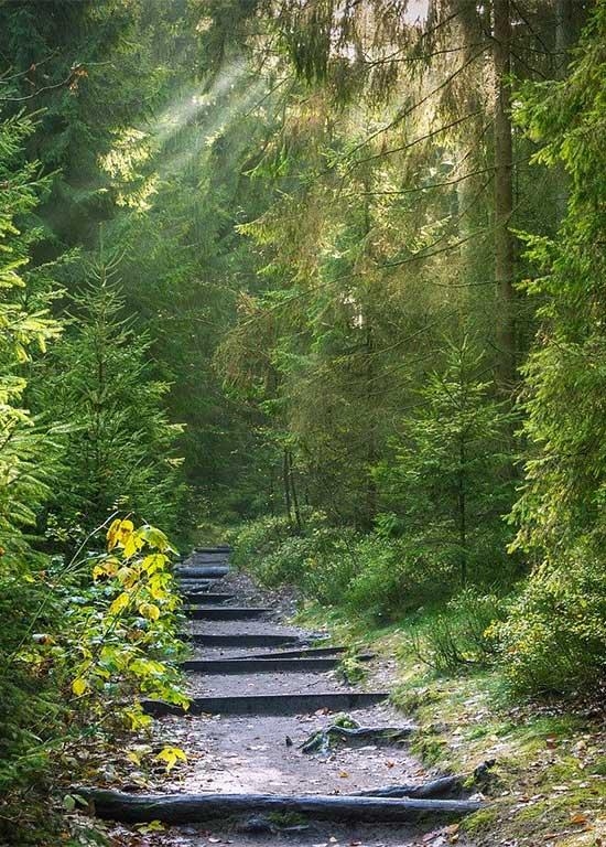 Trail des Coccinelles