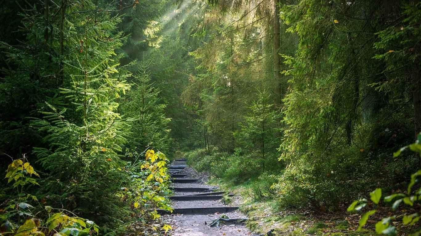 Trail des Coccinelles
