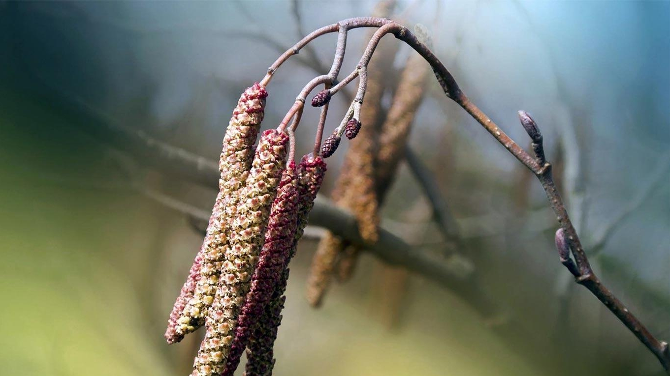 Vannerie - Initiation au noisetier